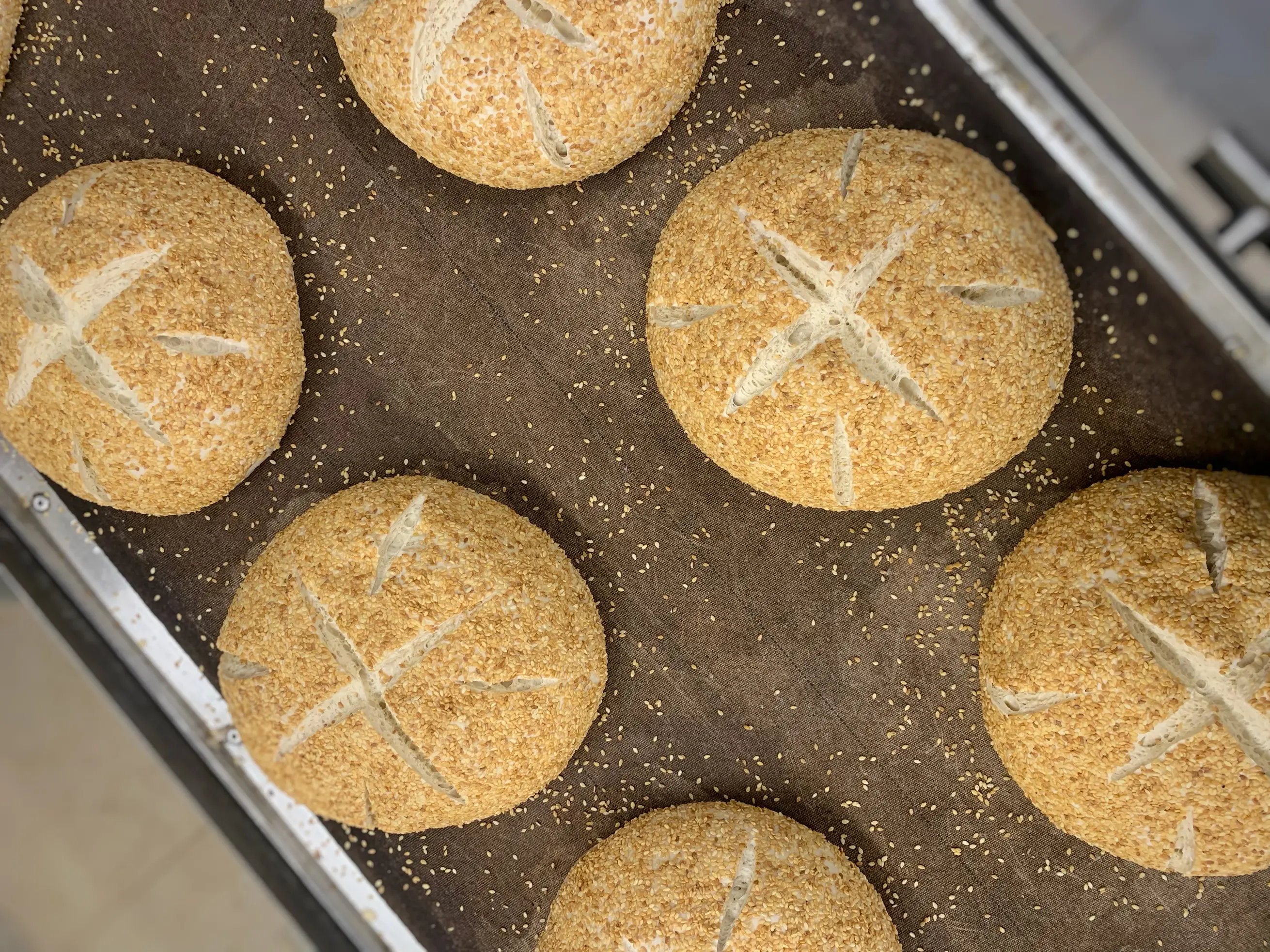 Freshly baked Masa Madre artisan breads